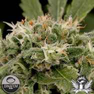 Dinafem Seeds Strawberry Amnesia